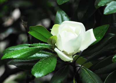 荷花玉兰，别名：广玉兰、洋玉兰、大花玉兰拉丁名： Magnolia grandiflora 木兰科木兰属 原产：北美。常绿大乔木。