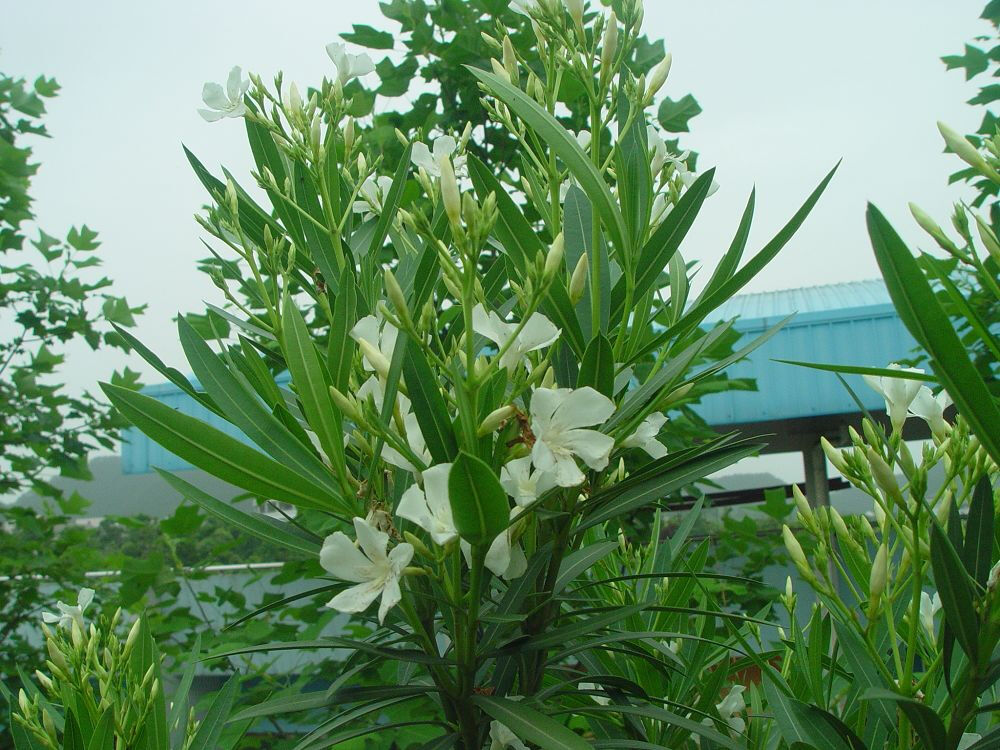 夹竹桃（Nerium oleander），又名洋夹竹桃或欧洲夹竹桃，是一种夹竹桃科的常绿灌木或小乔木，具观赏价值的中草药。因为茎部像竹，花朵像桃，因而为名。它是夹竹桃属中唯一的品种。北非古城沃吕比利斯就是以洋夹竹桃的旧拉丁文名而取名的。夹竹桃出产自摩洛哥及葡萄牙以东至地中海地区及亚洲南部至中国的云南。