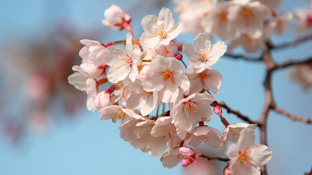 樱花季