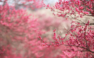 樱花季