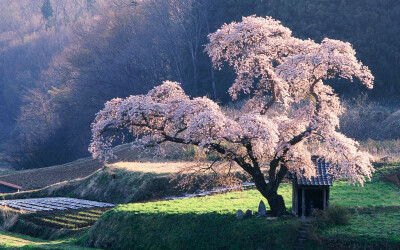 樱花季