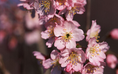 樱花季