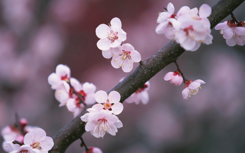 樱花季