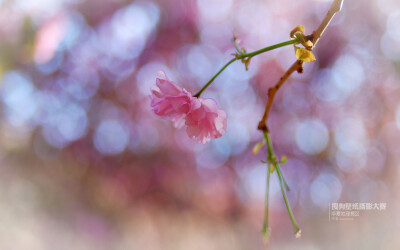 樱花季