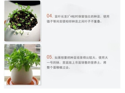 DIY创意桌面绿植-幸运蛋栽培-生态E园-迷你植株-小盆栽