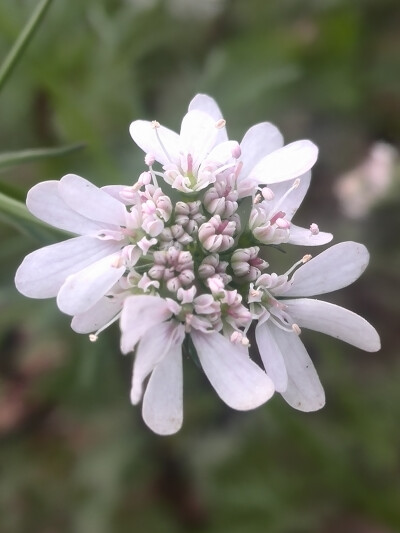 【植物】花朵，唯美，春天，开春