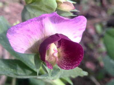 【植物】花朵，唯美，春天，开春，豌豆苗