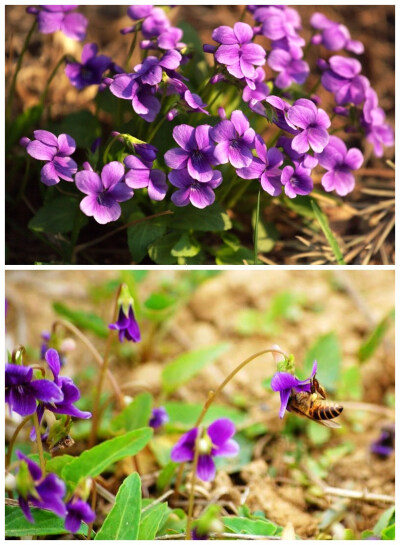  紫花地丁，清明时留给我印象最深的花，不起眼，生命力却极其顽强