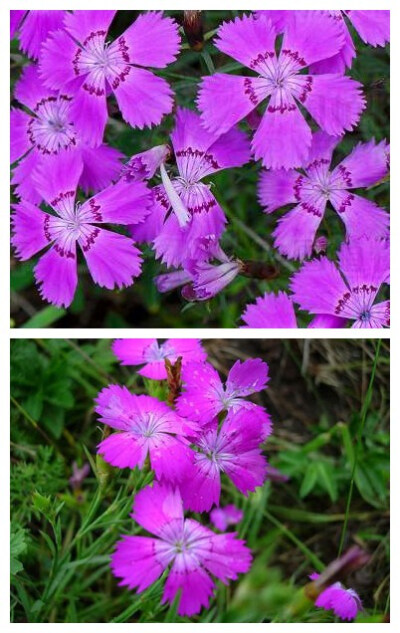 小时候觉得这种紫色石竹的花瓣有布的质感，摸上去很舒服