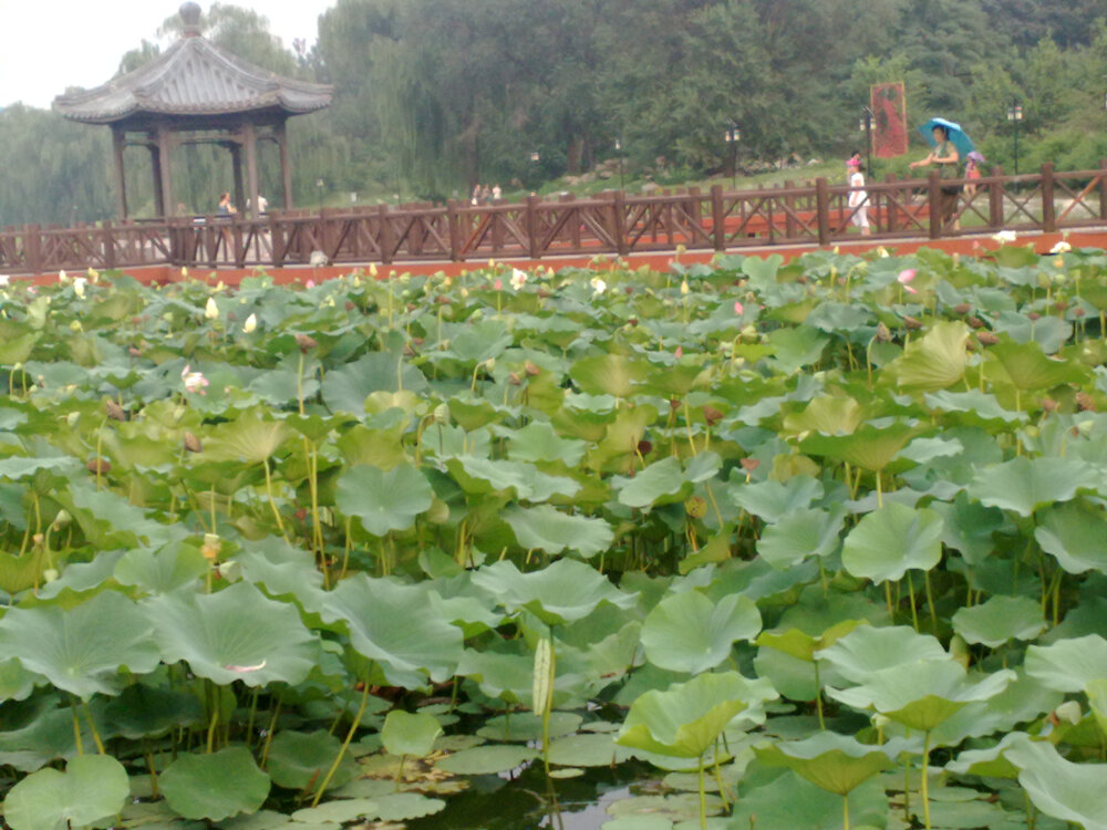 此生我要看遍无数荷花的景致，风荷、残荷、雨荷、枯荷……