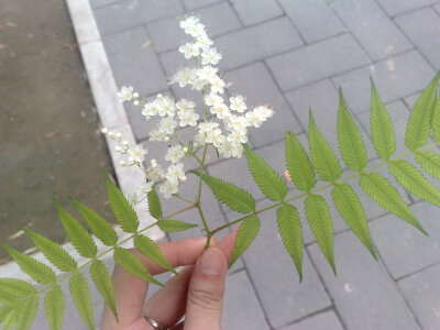 掌上的怜爱，ps我知道摘花不是好习惯