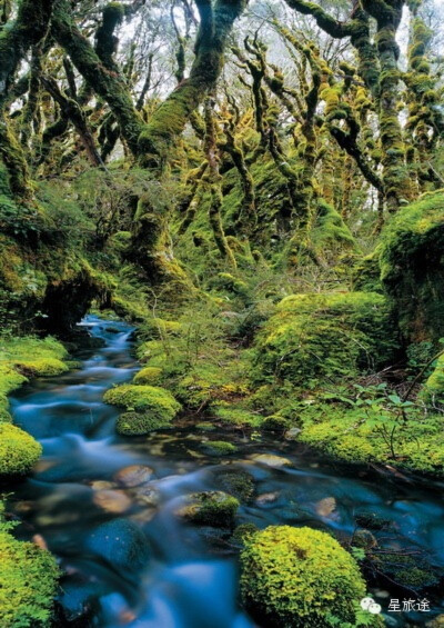 皮鲁斯河，马尔堡(Pelorus River, Marlborough)——密林河(Forest River)