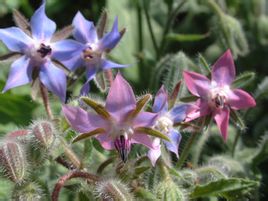 紫草科（Boraginaceae）一年生草本植物，（学名：Borago officinalis）稍具黄瓜香味。株高60公分（2尺），被粗毛。叶大，粗糙，长圆形，花序松散，下垂；花梗通常淡红色；花星状，鲜蓝色，有时白色或玫瑰色；雄蕊鲜黄色，5枚，在花中心排成圆锥形。