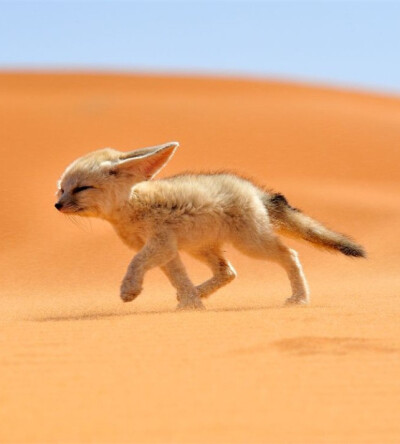 耳廓狐（学名：Vulpes zerda）是最小的犬科动物，又被称为沙漠小狐。它们生活在撒哈拉沙漠和阿拉伯半岛的干旱沙漠之中，听觉十分敏锐。