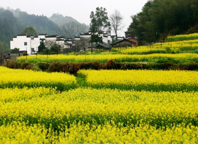 又到一年春天，又到踏春赏花的时候。婺源漫山遍野的油菜花围拢着小小的村落，黑瓦白墙的徽派民居夹杂在一片金黄之间，再没有比这更壮观而令人赞叹的了。 婺源油菜花