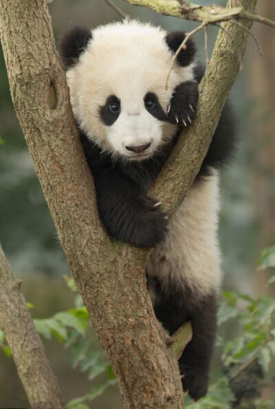大熊猫幼崽学习爬树