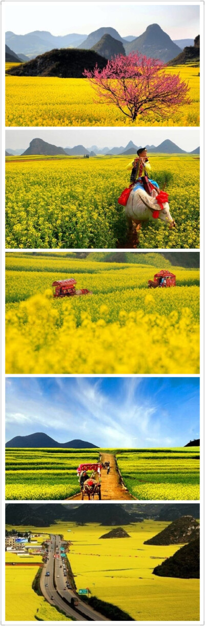 国内赏花路线推荐【2014罗平油菜花节】罗平油菜花是我国春季最早的油菜花地，2014年的第十六届云南罗平国际油菜花节已经于1月24日正式开幕啦！
