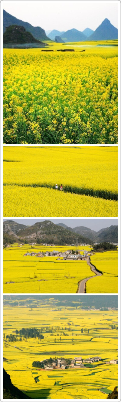 【云南罗平油菜花开】云南省曲靖市罗平县80余万亩油菜花目前进入盛花期，吸引国内外众多旅游者前来赏花