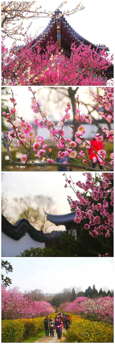 国内赏花路线推荐「南京东郊梅花山」南京东郊的梅花山被誉为“天下第一梅山”。每当早春时节，万株梅花竞相开放，层层叠叠，云蒸霞蔚，使数十万海内外踏青赏梅的游人沉醉其中，留连忘返。