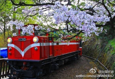 「台湾阿里山樱花季」阿里山樱花季从2月中旬便开始崭露头角，2月中旬以山樱花和千岛樱为主，吉野樱于3月中旬开始盛开，是阿里山樱花季主要角色，东锦樱花从3月下旬至4月下旬为花季，大岛樱则是樱花季的终曲。阿里山…