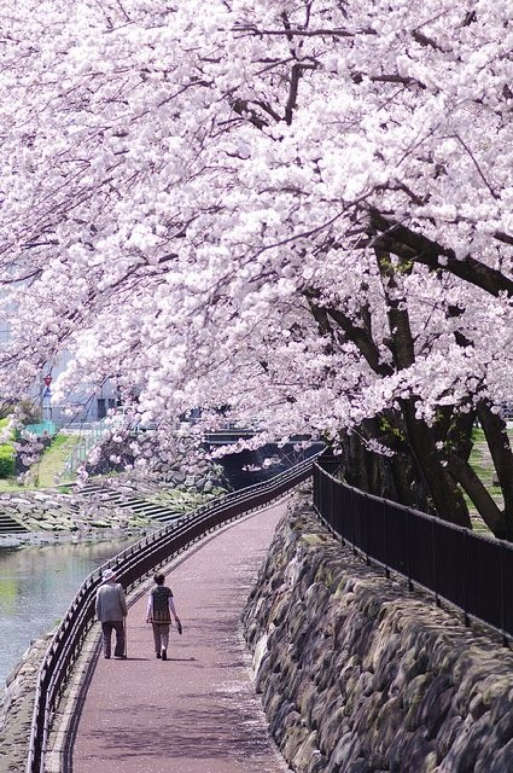 日本 大分市 櫻花