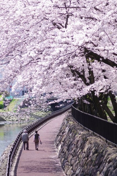 日本 大分市 樱花