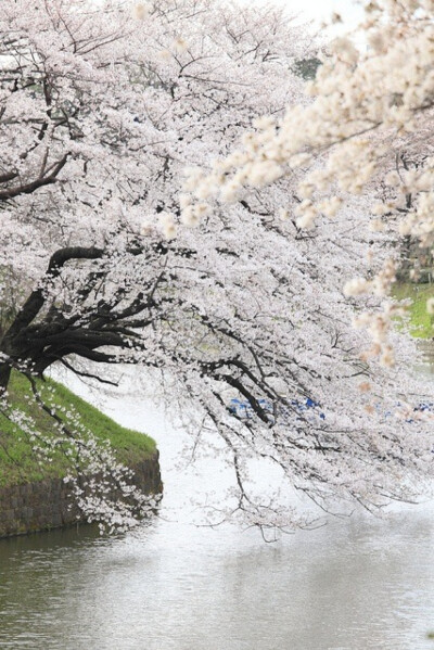 东京今年樱花开放预测时间，是在3月24日左右。