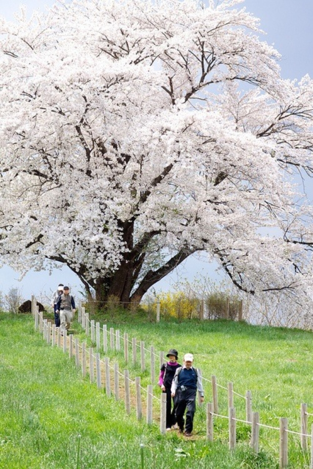 【日本樱花开放时间】3月23日福岡,鹿兒島；3月24日廣島；3月26日大阪；3月27日高松,名古屋,靜岡和東京；3月28日京都；3月31日松江；4月3日宇都宮；4月5日金澤；4月10日新潟；4月11日仙台；4月13日長野；4月21日盛岡；4月24日青森；5月1日函館；5月4日札幌。