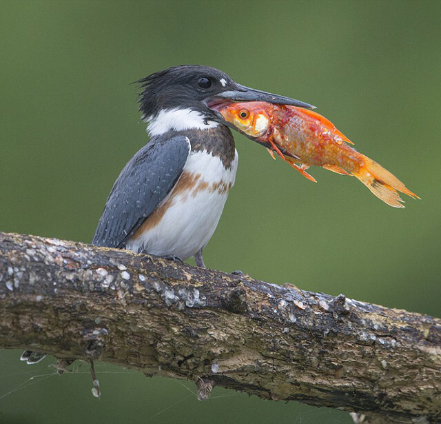 這種翠鳥的學(xué)名為“帶魚狗”或“白腹魚狗”，以刺魚、鱒魚、小龍蝦和昆蟲為食，棲息在河流、湖泊、河邊附近。它們的叫聲清脆響亮，飛行技巧高超，可以快速飛過河流和海岸線。