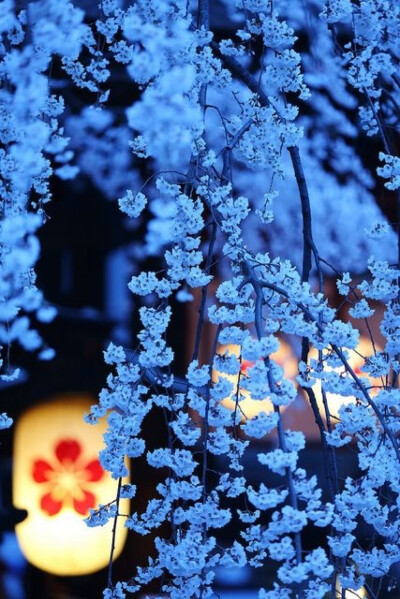 三月去日本看樱花
