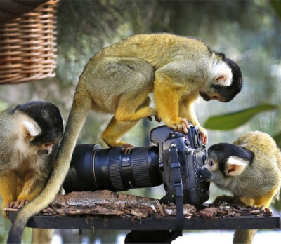 澳大利亚墨尔本动物园，一群玻利维亚松鼠猴对一个相机十分感兴趣，只见它们上蹿下跳，对相机摆弄不停，还不时将头伸进镜头中，模样十分逗趣。