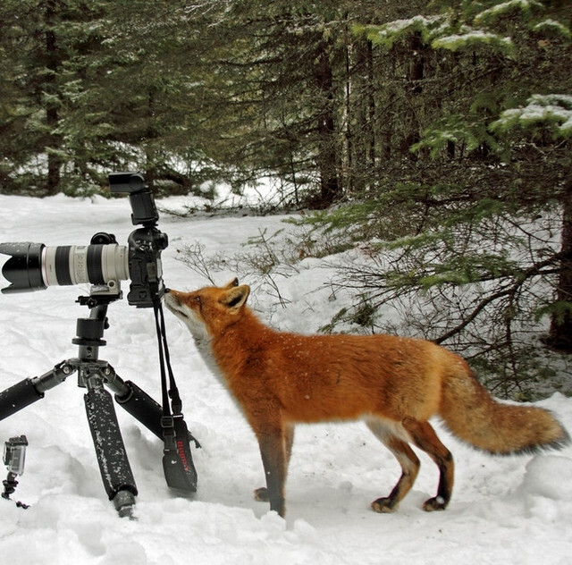 加拿大阿冈昆省立公园，38岁的摄影师Megan Lorenz在公园中埋伏很久，并用相机拍摄下狐狸的照片。有一只狐狸竟然悄悄的走到摄影师的背后，摄影师看到它后，决定让出自己的绝佳摄影位置，任由该狐狸上前探头探脑，摆弄相机。