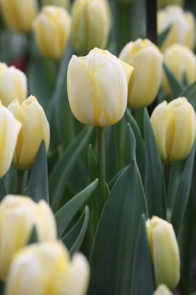 荷兰 库肯霍夫公园 美丽的郁金香