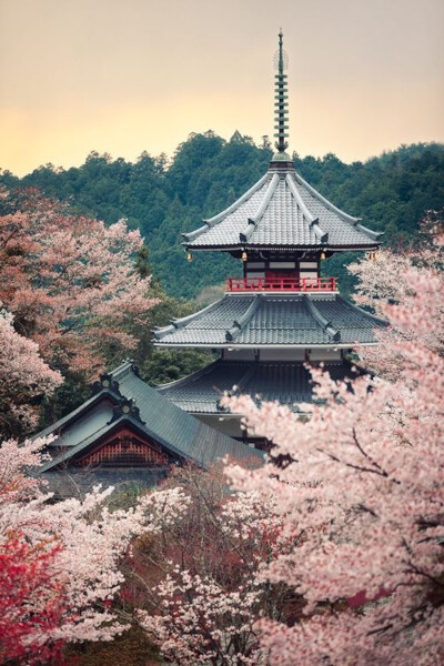 三月去哪里看樱花：日本奈良 吉野山