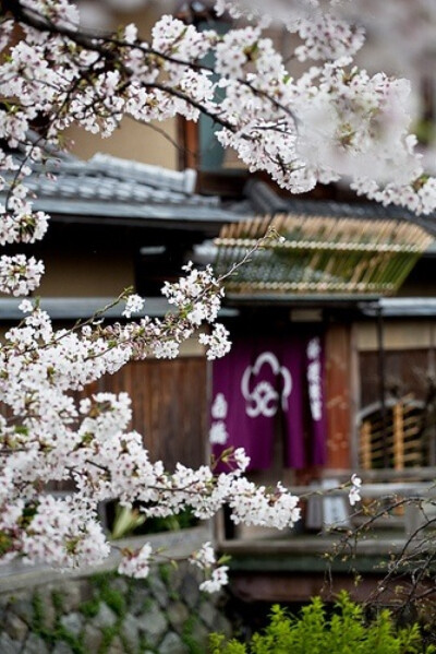 三月去哪里看樱花：日本，京都