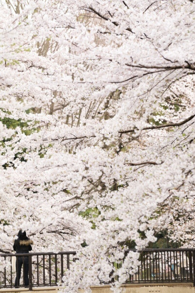 日本樱花季