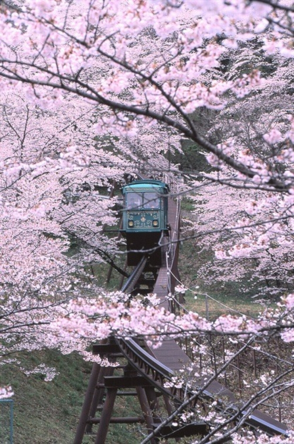 日本樱花季到了，你准备好了吗？