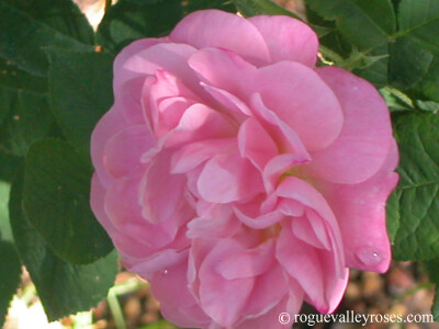 Belle Amour 分类仍有争议的品种，1940年David Austin发现于野外。 极抗病，极耐阴。 抗寒：USDA Zone 5a: to -28.8 °C (-20 °F) Bloom Size： 3 Height: 4-5 Feet Color: Medium Pink Growth Habit: Spreading …