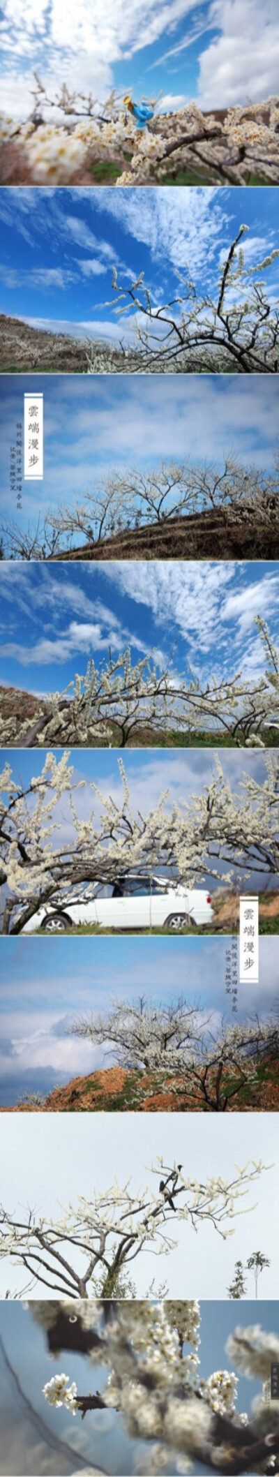 福建福州市闽侯洋里田垱的李花