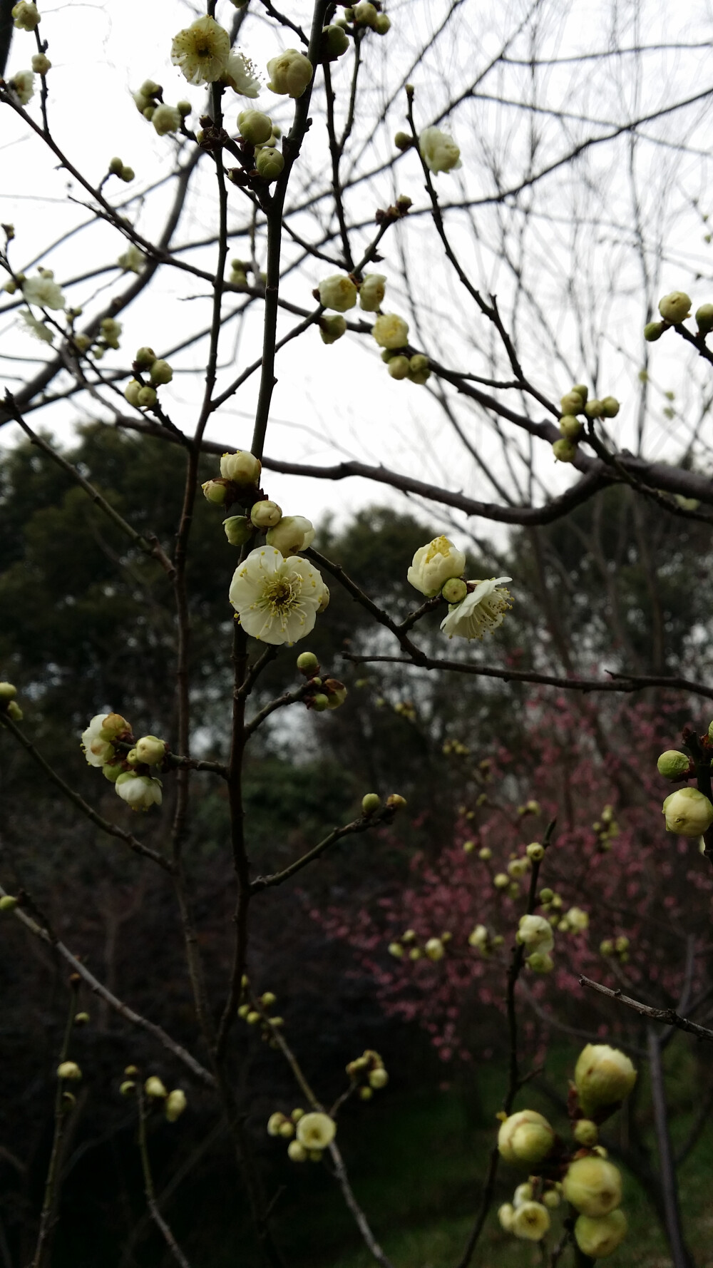 梅花节 南京3.1 灵谷寺