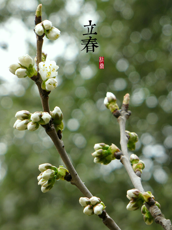 【二十四节气】立春 - 高清图片，堆糖，美图壁纸兴趣社区