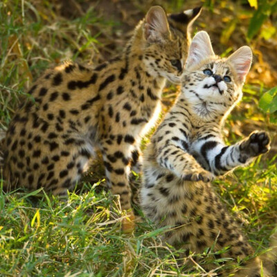 肯尼亚马塞马拉动物保护区，两只可爱的薮猫宝宝在嬉闹。