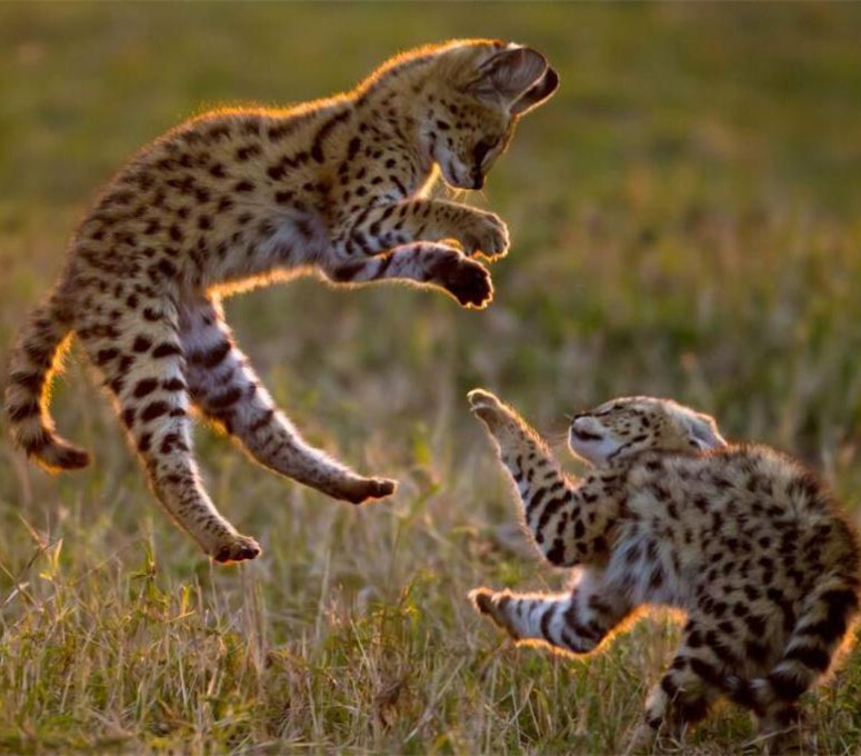 薮猫幼崽正在相互打闹，一轮太阳悬挂在马赛马拉自然保护区上方。