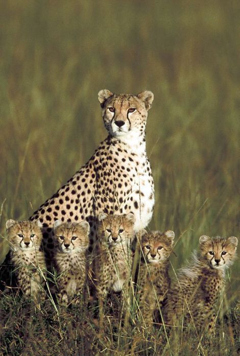 马赛马拉自然保护区，一只猎豹和它的5个孩子非常机警地注视着前方。
