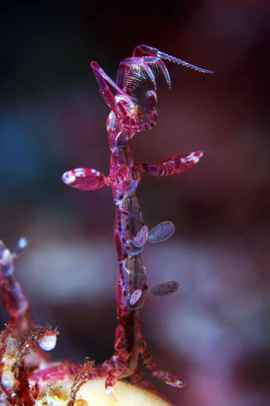 北冰洋奇异软体生物：排骨虾。