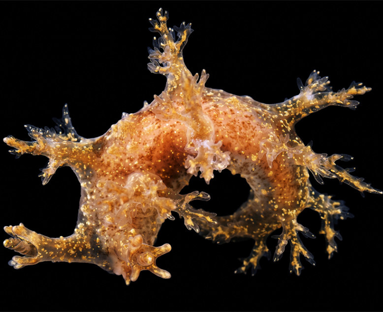 北冰洋奇异软体生物：海蛞蝓。