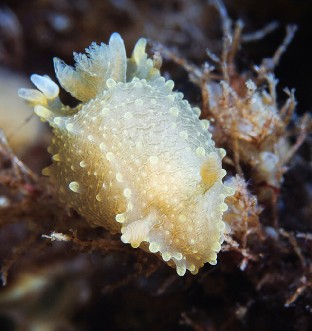 北冰洋奇异软体生物：帕里奥水蚤。