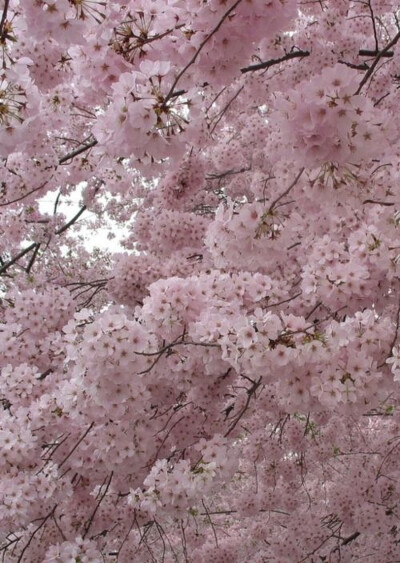 又到樱花盛开季