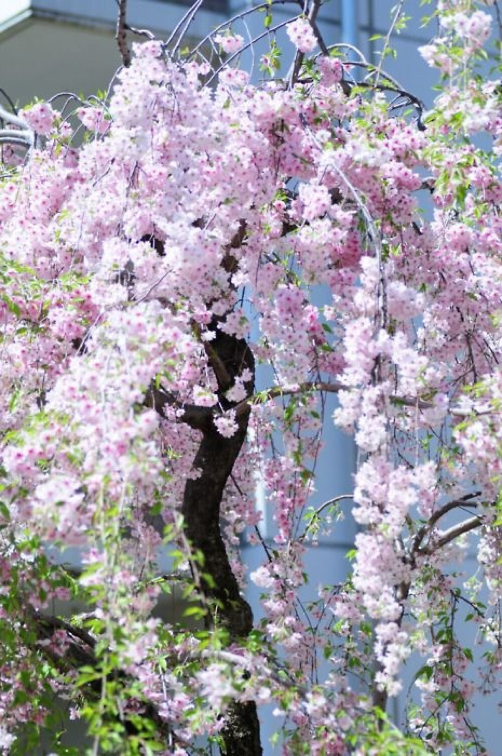 追着春光看花海