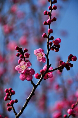 追着春光看花海